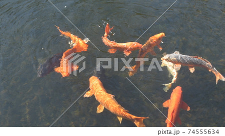 鯉 鎌倉散在が池公園 鯉 鎌倉散在が池公園 74555634