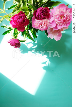 Pink peonies and leaves with hard shadow on pastel background. Trendy pattern, summer concept. 74556084