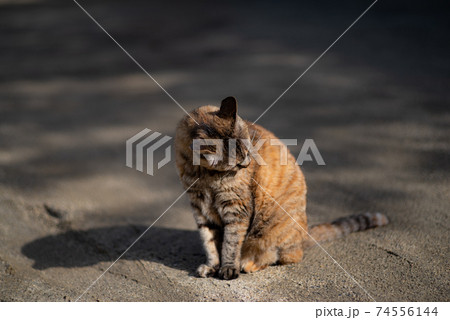 座っている猫 74556144