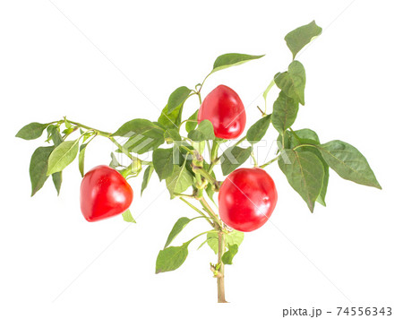 Plant vegetable red bell pepper with green leaves on a stem on a white background, isolate, close-up. Sweet pepper 74556343