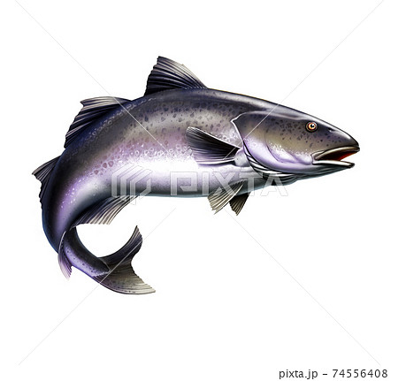 Black Cod, Sablefish jumping out of water illustration isolate realistic. Black Cod, Sablefish jumping out of water illustration isolate realistic. 74556408