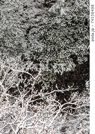 山林の雪景色 山梨県甲州市塩山一ノ瀬 1月 山林の雪景色 山梨県甲州市塩山一ノ瀬 1月 74556498