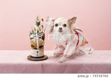 門松とピンクの晴れ着を着た白いチワワ 74556760