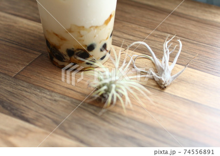 机上のエアプランツ 机上のエアプランツ 74556891