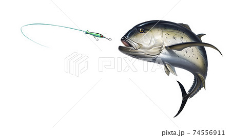 Crevalle Jack Saltwater Fish attacks Popper Lures Topwater Fishing Baits. Illustration realistic isolate art. Sea Fishing at Caranx caninus. 74556911