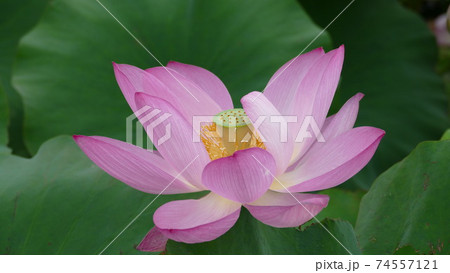蓮の花　カスピカム 74557121
