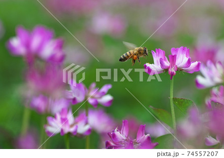 蜜を求めて 74557207