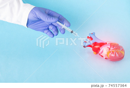 Doctor makes an injection with medicine into a mock heart on a blue background. Concept of drugs for the treatment of diseases of the cardiovascular system, copy space for text Doctor makes an injection with medicine into a mock heart on a blue background. Concept of drugs for the treatment of diseases of the cardiovascular system, copy space for text 74557364