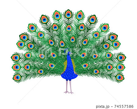 Peacock HD wallpapers | Pxfuel