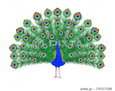 Peacock drawing by Morgan Davidson | No. 451