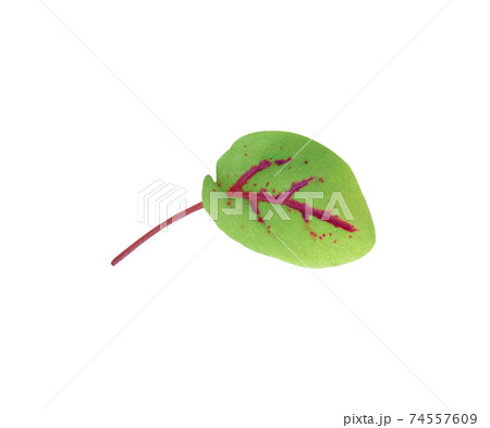 red sorrel leaves isolated on white background 74557609