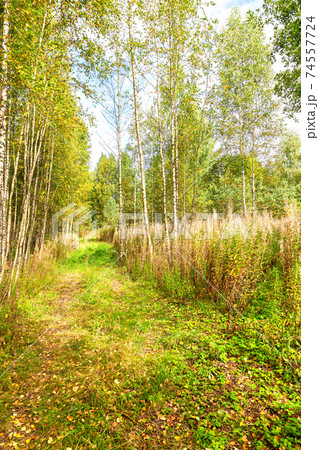 Path in a birch forest on a sunny day Path in a birch forest on a sunny day 74557724