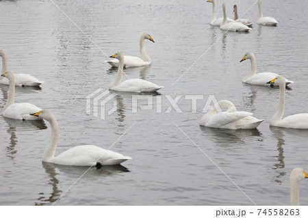 茨城県、池花池の白鳥 74558263