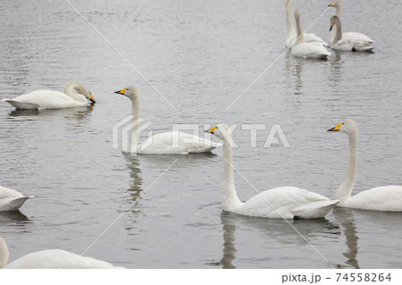 茨城県、池花池の白鳥 茨城県、池花池の白鳥 74558264