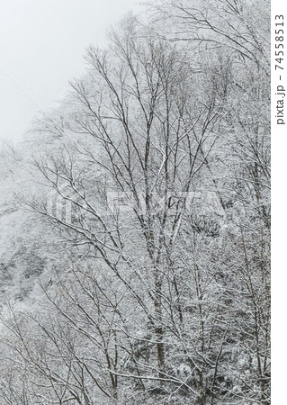 丹波山村 丹波渓谷から見る雪景色 1月 丹波山村 丹波渓谷から見る雪景色 1月 74558513