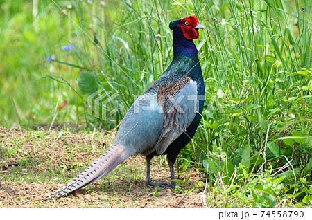 キジ(雄) 74558790