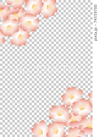Cherry blossoms in full bloom-Japanese pink frame-Vertical Cherry blossoms in full bloom-Japanese pink frame-Vertical 74559700