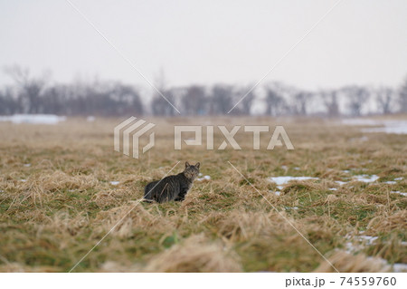 冬の草原の野良猫　キジネコ　野生の猫 74559760