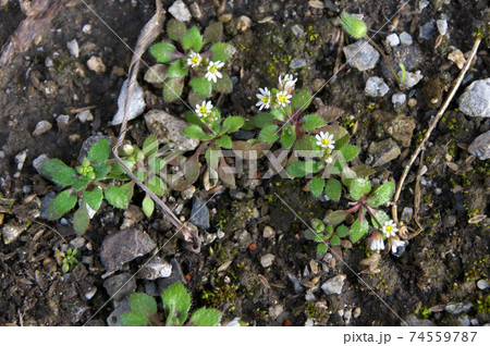 ヒメナズナ 74559787
