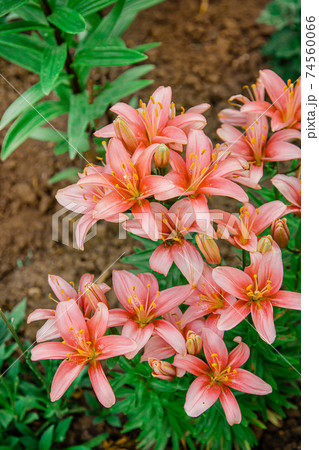 Lilies bloom in the garden, floriculture as a hobby in the summer garden. Concept of gardening, floriculture and landscape design. 74560066