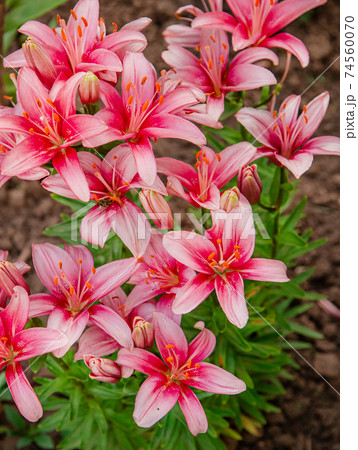 Lilies bloom in the garden, floriculture as a hobby in the summer garden. Concept of gardening, floriculture and landscape design. 74560070