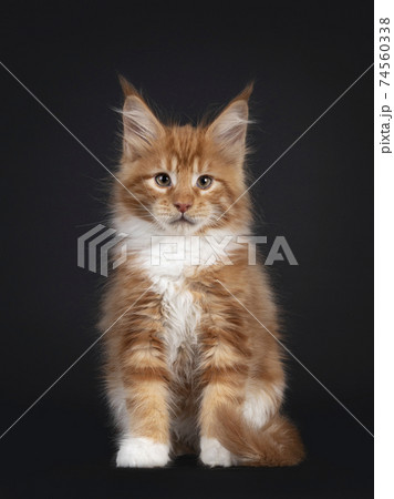 Red Maine Coon cat kitten on black 74560338
