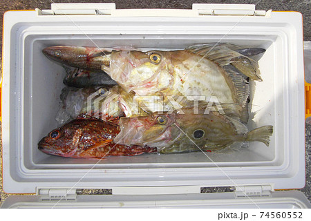 大漁のクーラーボックス　愛媛で釣れる美味しいマトウダイ、カサゴ、ワニエソ 74560552