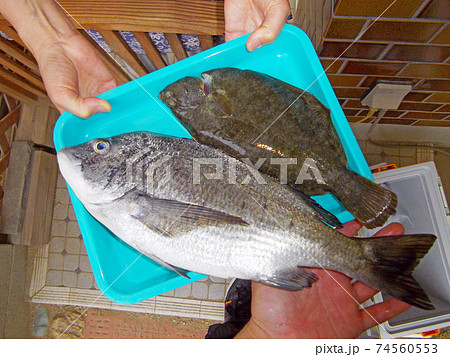 瀬戸内の鮮魚宅配便　クロダイとマコガレイ 74560553