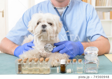 Vet checking a dog with a stethoscope 74560948
