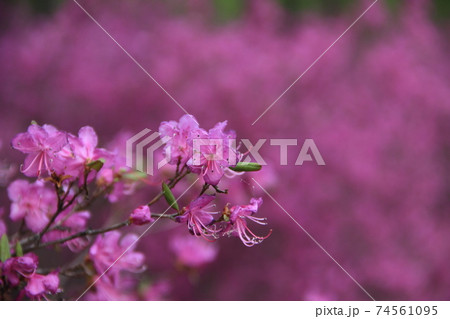 Flowering bush of Daurian Rhododendron. Floral background. Yakut sakura in the forest in Yakutia. Daurian Rhododendron in a forest in Yakutia Flowering bush of Daurian Rhododendron. Floral background. Yakut sakura in the forest in Yakutia. Daurian Rhododendron in a forest in Yakutia 74561095
