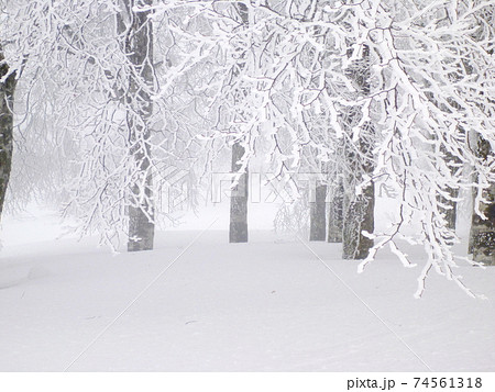 【岐阜県 飛騨市】ゆきと霧と森 【岐阜県 飛騨市】ゆきと霧と森 74561318