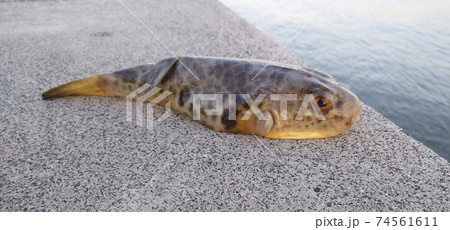 捨てられたフグ　海に帰れない 74561611