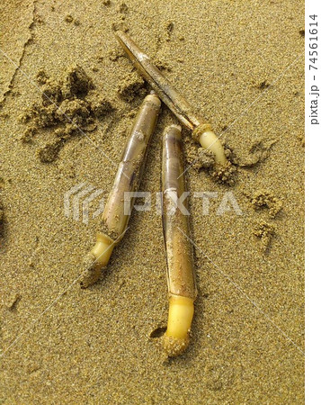 砂に潜ろうとするマテガイ、潮干狩りのひとコマ 砂に潜ろうとするマテガイ、潮干狩りのひとコマ 74561614