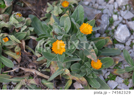 ヒメキンセンカ 74562329