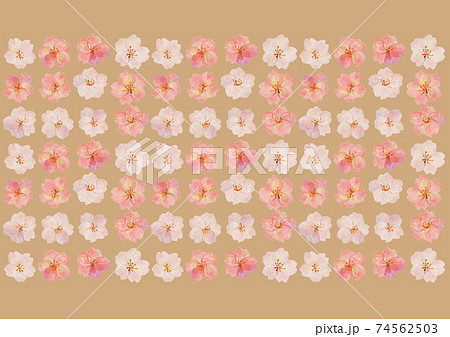 レトロな桜の背景素材 金色 ソメイヨシノ 押絵 押花 和柄 和風イメージ 花見 レトロな桜の背景素材 金色 ソメイヨシノ 押絵 押花 和柄 和風イメージ 花見 74562503