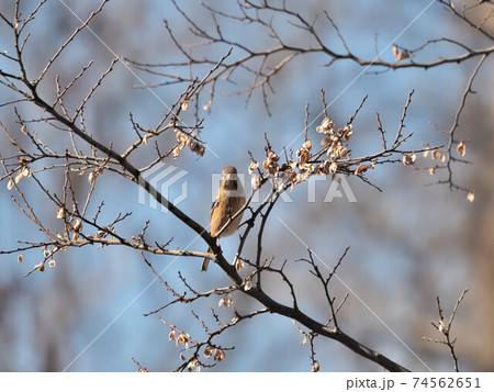 公園のベニマシコ雌 74562651