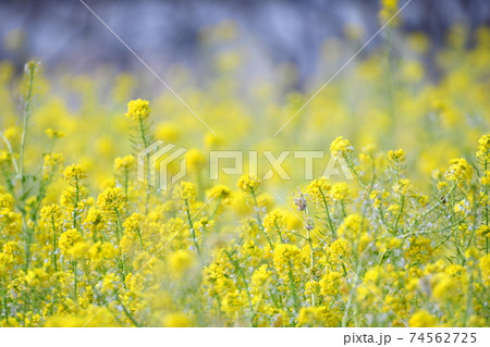 【兵庫県 加古川市】菜の花畑 74562725