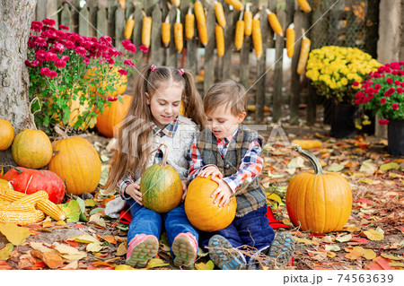 Little girl and boy picking pumpkins for Halloween pumpkin patch. Children pick ripe vegetables at the farm during the holiday season. Little girl and boy picking pumpkins for Halloween pumpkin patch. Children pick ripe vegetables at the farm during the holiday season. 74563639
