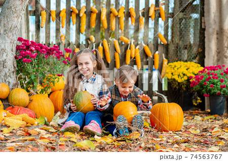 Little girl and boy picking pumpkins for Halloween pumpkin patch. Children pick ripe vegetables at the farm during the holiday season. Little girl and boy picking pumpkins for Halloween pumpkin patch. Children pick ripe vegetables at the farm during the holiday season. 74563767
