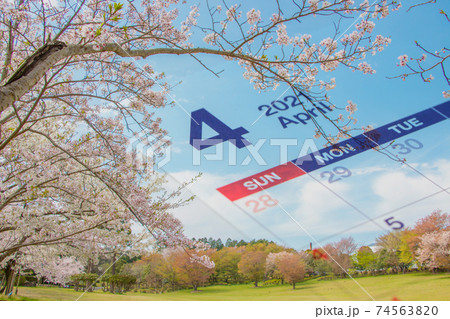 満開の桜と4月のカレンダー 74563820