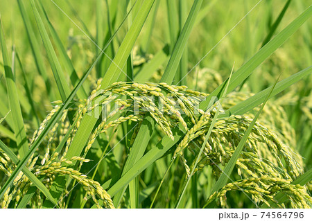 青い稲穂 稲 8月 の写真素材