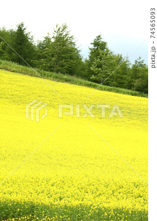 満開の菜の花畑　ふらの　びえい　富良野　美瑛 74565093