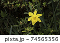 花 春 万 74565356