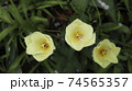 春 白 白色 74565357