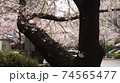 春 桜 万 74565477