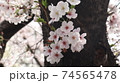春 桜 万 74565478