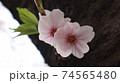 春 桜 万 74565480