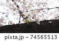 春 桜 自然 74565513