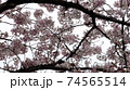 春 桜 自然 74565514