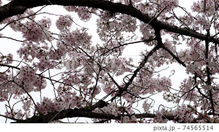 春 桜 自然 74565514
